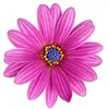 mand.flor