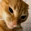 dedinisi