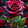 amna65160