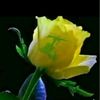 em.yasser.farhat