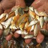 sentra.ikan.soban