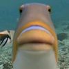 thefishinurbasement