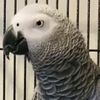 apolloinvr