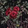 queen_19008