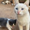 Immaculate.cats.rescue.Uganda