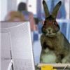 esportsrabbit