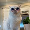 catslovers954