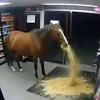 nanu3.1