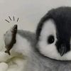 peyottttt_