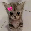 sakuramumu5