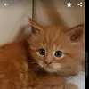 tigerstuben
