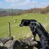 begladdiglad