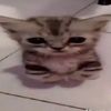 mr.meowsrlots