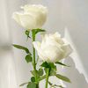 bluewhite034