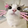 jackie_catlovr116