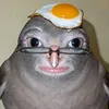 starzshqri