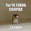 meow96q
