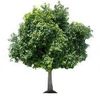 theonlygoodtree