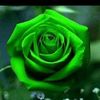 user24777167747783