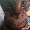 diego2_457