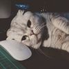 petfunnytime8745