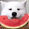fluffy.posik