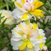 Tiệm Hoa Mười Giờ 🌸