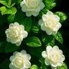 melek.zdemir829
