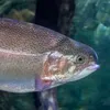 fish._yes