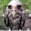 owl_318