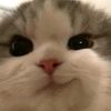 piupiudark_