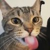 mistermeowmeowz