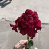 asmaa.sharaf43