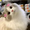 .pehau_cte01