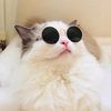 felosss27