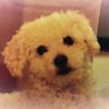 porfirio_caniche235