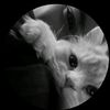 anuta.stankovic