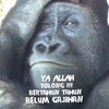 rahmathidayat5043