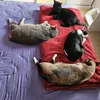aventurapets7