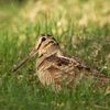 .bird.png