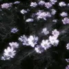 noicuccu