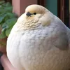 potaloe7