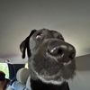 buggyben22