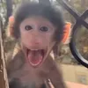 monkiebest
