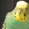 lolsysusl