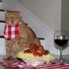pastacat55