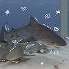the_shark_tank01