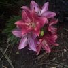 fw_genesis31