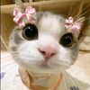 alll_qiss