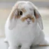ilovecutebunniess